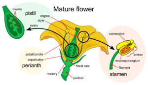 Main parts of a mature flower (Image: LadyofHats)