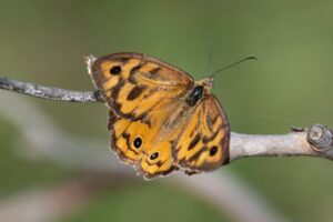 Male common brown butterfly (image supplied by Denis Crawford)