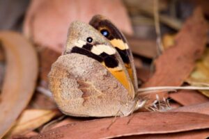 Female common brown blending in with the leaf litter (image supplied by Denis Crawford)
