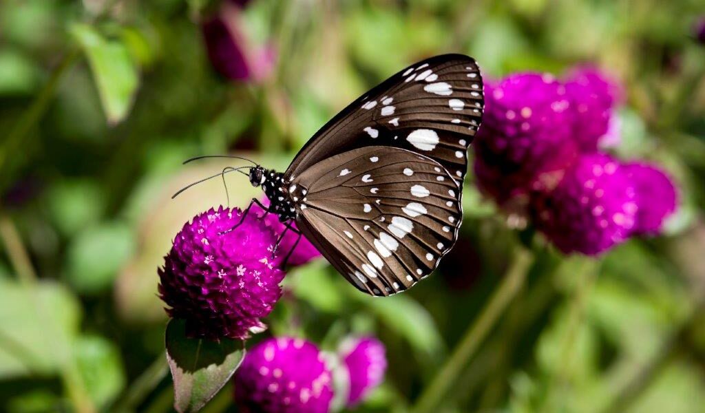 Butterflies have more than aesthetic value in gardens (image supplied by Denis Crawford)