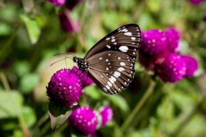 Butterflies have more than aesthetic value in gardens (image supplied by Denis Crawford)