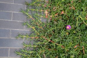 The vigorous growth habit of Carpobrotus rossii makes it an excellent groundcover for use in garden beds, although sometimes it spreads a little too well out into surrounding areas. At least it is not a prolific seeder like Digitalis purpurea (Foxglove)!