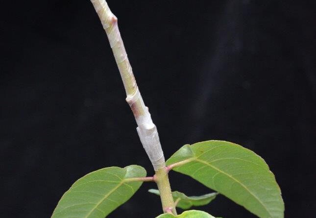 Corymbia ficifolia mummy graft onto Corymbia calophylla rootstock (Image: Dave Blumer)