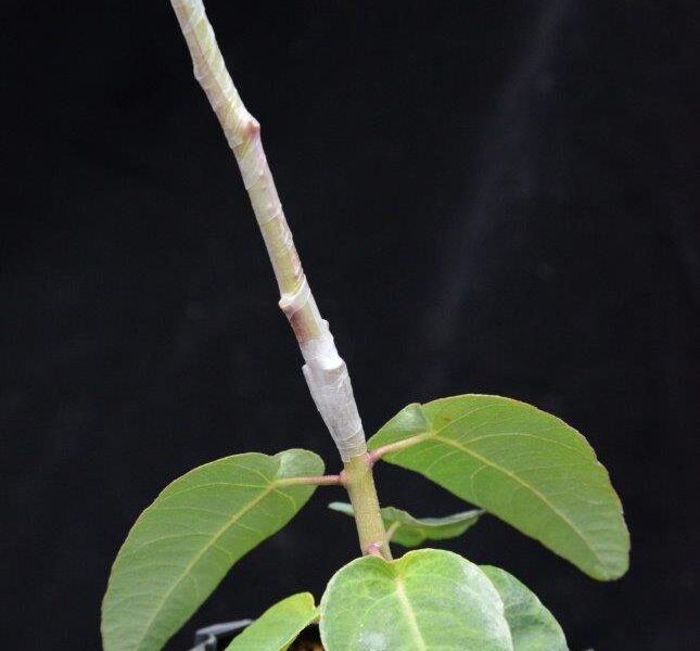 Corymbia ficifolia mummy graft onto Corymbia calophylla rootstock (Image: Dave Blumer)