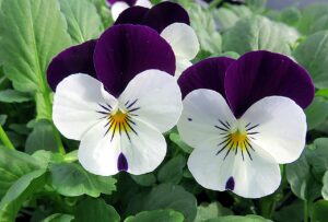 Viola flowers and young leaves are edible (Image: Virginie/Pixabay)