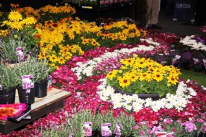 Prolific bloomers attract pollinators into the garden (Image: Karen Smith)