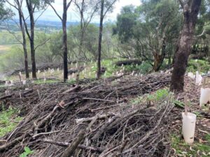 Windrows of recently removed African olive branches to reduce water and leaf litter loss