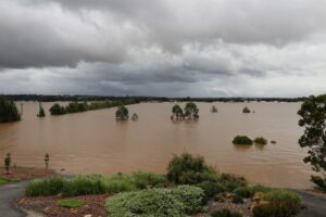 Various plants were tested in extreme flooding over ten years (Image: Ozbreed)