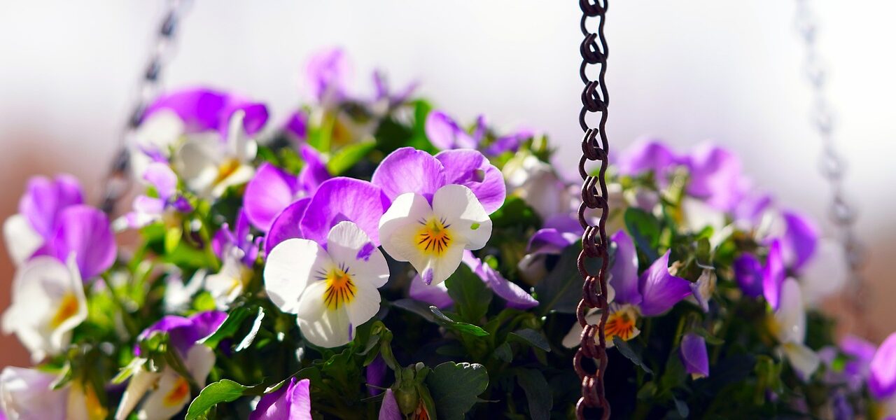 Violas grow well in baskets (Image: Matthiasboeckel/Pixabay)
