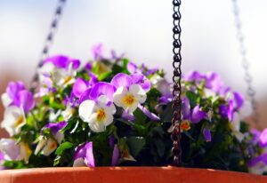 Violas grow well in baskets (Image: Matthiasboeckel/Pixabay)