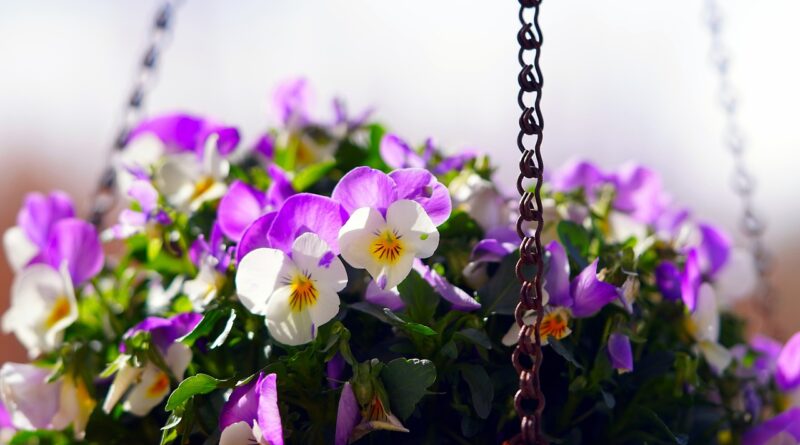 Violas grow well in baskets (Image: Matthiasboeckel/Pixabay)