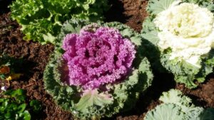 Another form of annual or seasonal plant are vegetables such as kale (Image: Karen Smith)