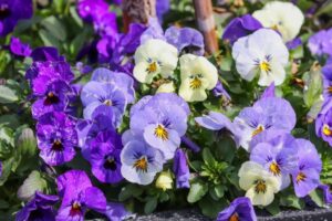 Violas come in many colours (Image: Manfredrichter/Pixabay)