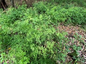 Remnant Maidenhair fern survived against the odds after losing its natural canopy in the late 1800s, finding an unlikely sanctuary under the dense canopy of African olive as it became established