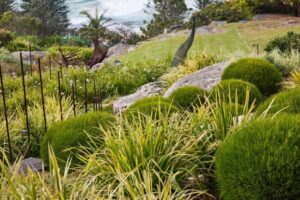 Existing garden sculptures were retained and protected as part of the refresh, and are now framed by plantings of Casuarina ‘Green Wave’ and Lomandra hystrix Katie Belles’