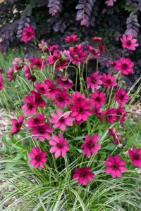 New Cosmos atrosanguineus ‘Cherry Chocolate’ has purple buds, fuchsia pink blooms, bright golden pollen and a rich chocolate fragrance (Image: PGA) (Image: John Fitzsimmons)