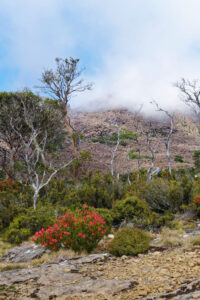 The colourful red seed pods of Bellendena montana [centre foreground] at Carr Villa in the Ben Lomond National Park, Tasmania (Image: Ludovic Vilbert, Inwardout Studio).