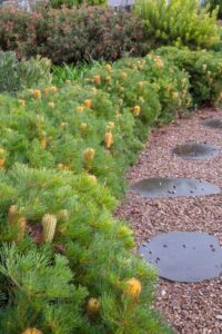 Banksia spinulosa ‘Birthday Candles’ makes an excellent low hedge or perennial border (Image: Proteaflora)