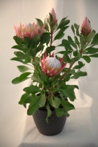 Protea cynaroides ‘Little Prince’ is a miniature King Protea suitable for use in containers (Image: Proteaflora)