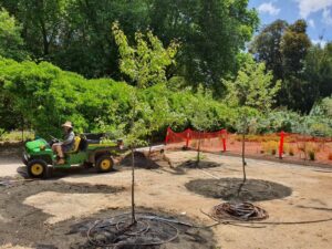 Horticulturist Ryan Underhill working with the Pyrus trees which were planted to provide shade for the seating area (Image: Leonie Scriven)