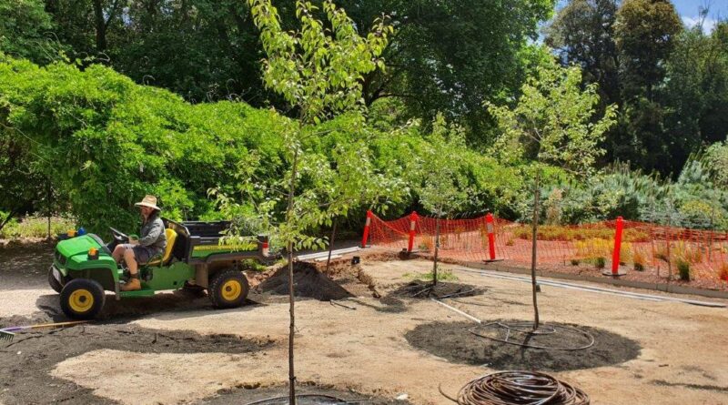 Horticulturist Ryan Underhill working with the Pyrus trees which were planted to provide shade for the seating area (Image: Leonie Scriven)