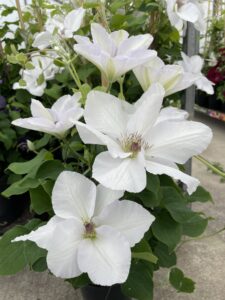 Clematis Guernsey FluteTM produces large star-shaped flowers up to 14 cm across (Image: IPM Media)
