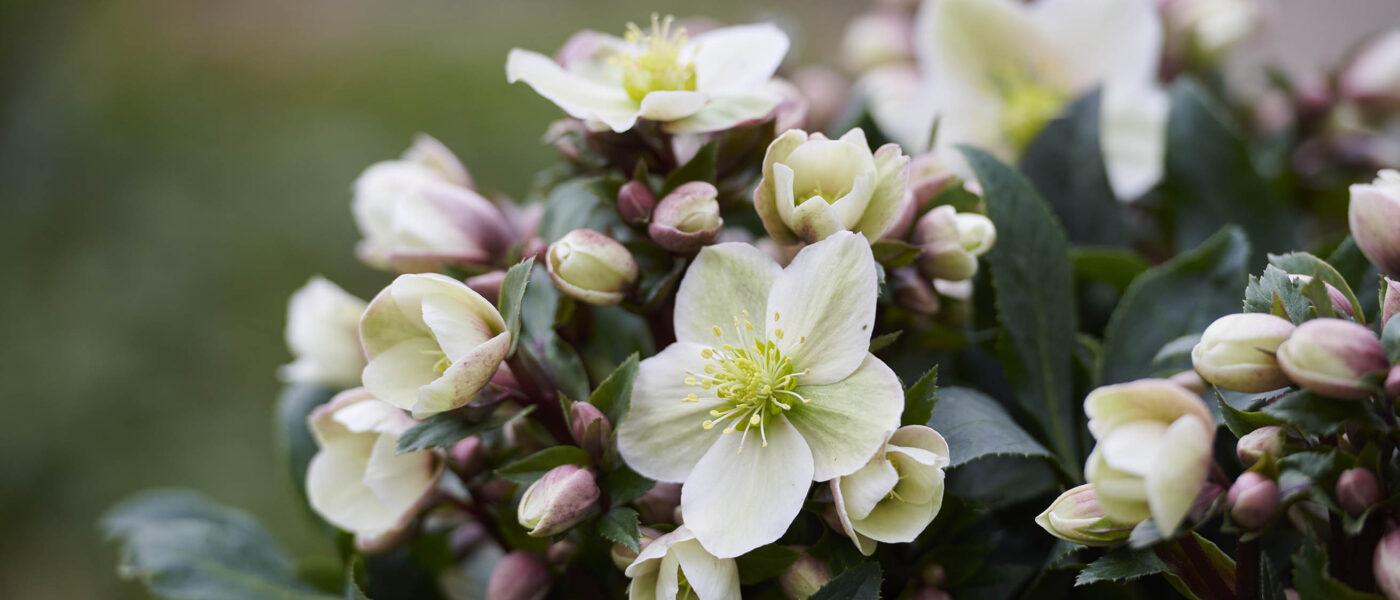Helleborus x ericsmithii ViV® ‘Olivia’ is described as “a true flower bomb” (Image: IPM Media)