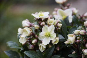 Helleborus x ericsmithii ViV® ‘Olivia’ is described as “a true flower bomb” (Image: IPM Media)