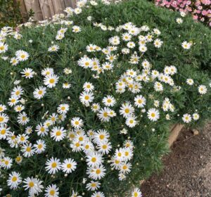 Quick Zest™ Argyranthemum 'ARGY 202' (Image: Ozbreed)