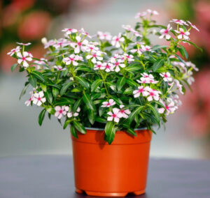 New and exquisite Catharanthus roseus hybrids are produced from cuttings (Image: IPM Media)