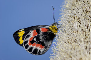 Imperial jezebel feeding on grasstree flower (image supplied by Denis Crawford)