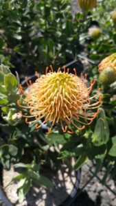 Leucospermum 'Cordelia’ is a forthcoming release with dusty orange pincushion flowers (Image: Ausflora Pacific)
