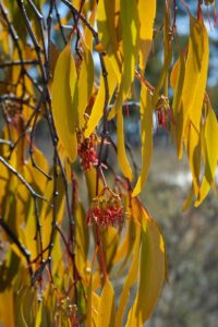 Mistletoes are important for local biodiversity (image supplied by Denis Crawford)