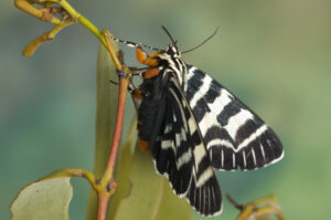 Mistletoe moths are reliant on mistletoes (image supplied by Denis Crawford)