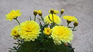 Sun Zest™ Argyranthemum 'ARGY 215' PBR (Image: Ozbreed)