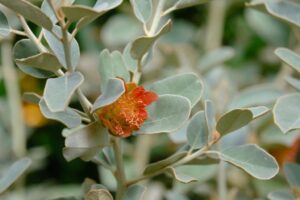 The striking Diplolaena grandiflora (Native Rose) on display in “Through the Looking Glass” (Image: Ludovic Vilbert, Inwardout Studio)