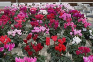 Colour, floral form and size are common breeding traits focused on by cyclamen breeders (Image: John Fitzsimmons)