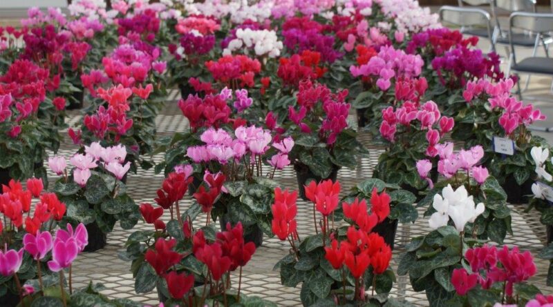 Colour, floral form and size are common breeding traits focused on by cyclamen breeders (Image: John Fitzsimmons)