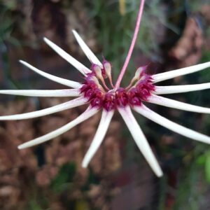 Bulbophyllum makoyanum (Daisy orchid) native to Borneo, Malaysia (image supplied by the Royal Botanic Gardens Sydney)