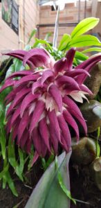 Bulbophyllum fletcherianum (Tongue orchid) native to New Guinea, collected from the wild by one of our botanists (image supplied by the Royal Botanic Gardens Sydney)