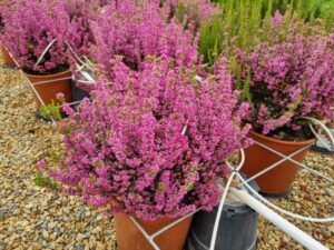 Erica ‘Leonore’ propagated by Arnelia nursery, Western Cape, South Africa (Image: Stephanie Hastie)