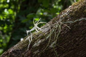Dendrophylax lindenii (Ghost orchid) native to Florida, Bahamas and Cuba (image supplied by the Royal Botanic Gardens Sydney)