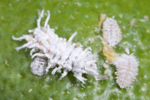 Cryptolaemus larva among mealybugs (Image: Denis Crawford)