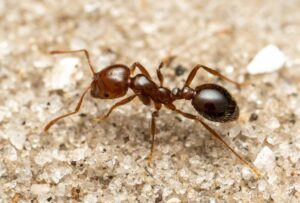 Red imported fire ant (Image: Jesse Rorabaugh)