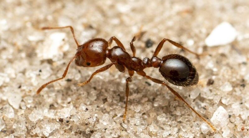 Red imported fire ant (Image: Jesse Rorabaugh)