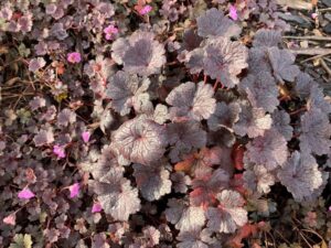 The vivid foliage and pretty pink flowers of Geranium ‘Purple Passion’ (Image: Barbara Wheeler)