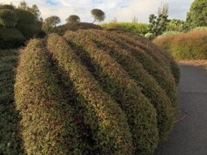 Topiary Mingimingi, Muehlenbeckia astonii, is the perfect plant to clip into all sorts of shapes (Image: Barbara Wheeler)