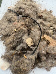 House dust from vacuum cleaners is a potential source of polybrominated diphenyl ethers (PBDE) (Image: Karen Smith)