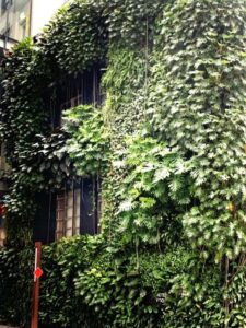 Green wall at University of Technology Sydney is both aesthetic and provides a healthy environment (Image: Karen Smith)