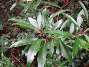 Tasmannia lanceolata, Mountain Pepper (Image: Melburnian, CC-BY-3.0 via Wikimedia Commons)